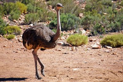 Bird standing on land against clear sky