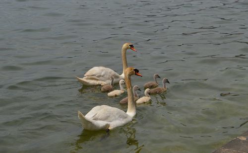 Swans swimming in lake