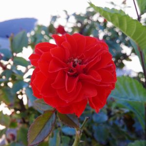 Close-up of red flower blooming outdoors