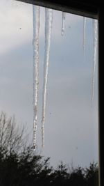 Close-up of snow on tree against sky