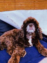 Portrait of dog sitting on floor