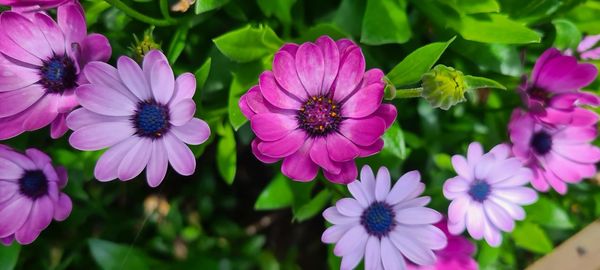 Close-up of pink flowers