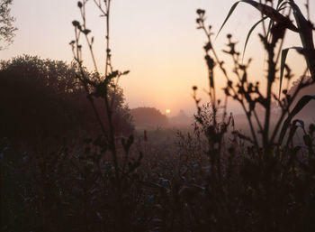 Close-up of water drops on plants against sunset