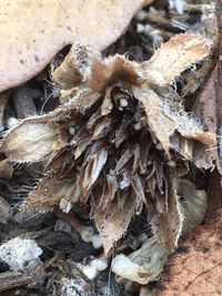 Close-up of mushrooms growing on tree trunk