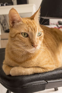 Close-up portrait of a cat