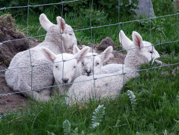 Close-up of lambs huddled on grass