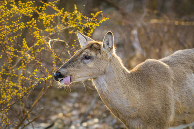 Close-up of deer standing on field