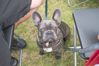 High angle view of dog at park