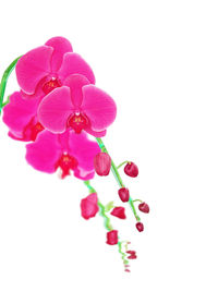 Close-up of pink flowering plant against white background