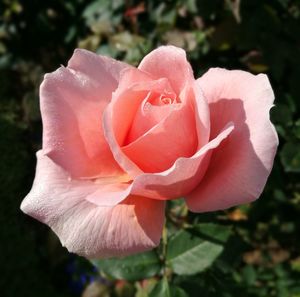 Close-up of pink rose blooming outdoors