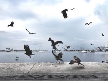 Seagulls flying over cloudy sky