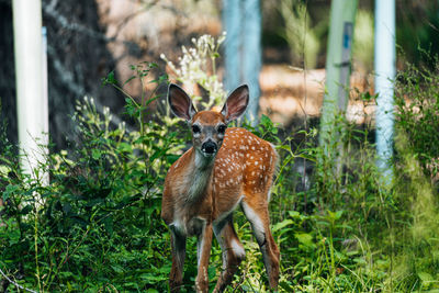 Deer in a field