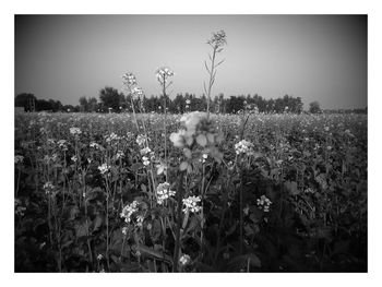 Flowers growing in field