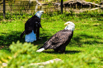 Bald eagles on grassy field during sunny day