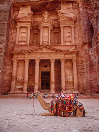 Camel sitting in front of historic building