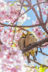 Pair of white-eyes ,close-up