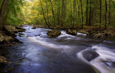 Stream flowing amidst trees in forest