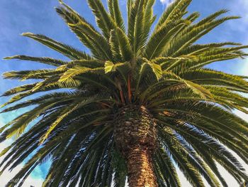 Low angle view of palm tree against sky