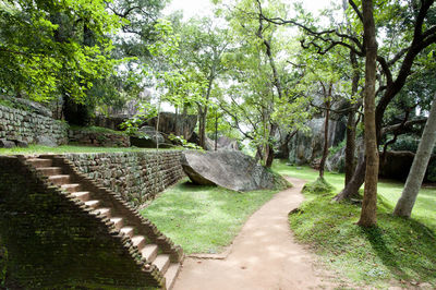 Trees in park