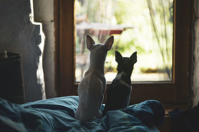 Two tiny dogs sit and look out door glass into sunny garden