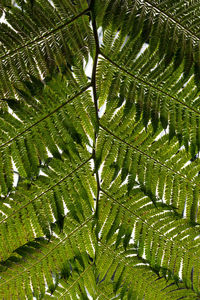 Full frame shot of palm tree leaves