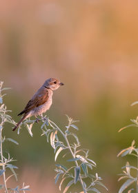 Close-up of bird perching on plant