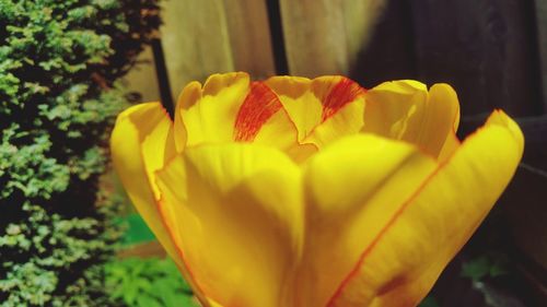 Close-up of yellow tulip