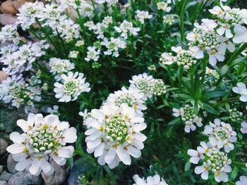 Close-up of white flowers blooming in field