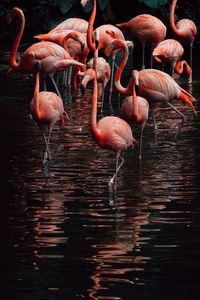 Flamingoes at lake