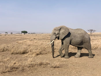 Elephants on field against clear sky