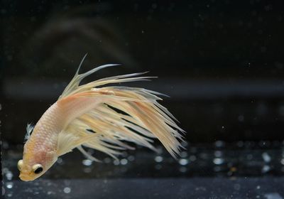 Siamese fighting, thai betta fish with beautiful  ready to fight in the black background isolate,