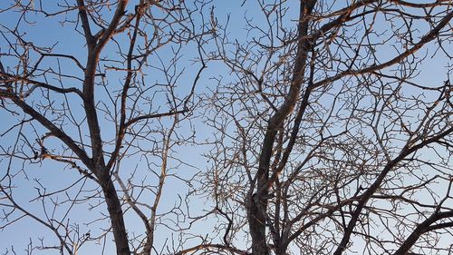 Low angle view of tree against sky
