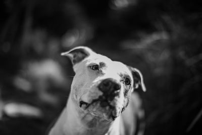 Close-up portrait of a dog