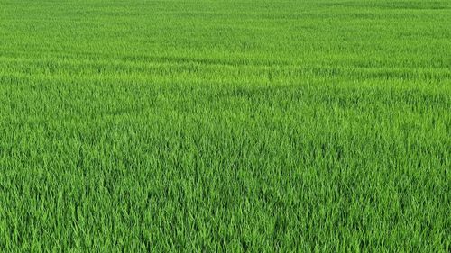 Full frame shot of fresh green field