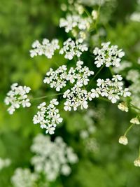 Close-up of white flowering plant