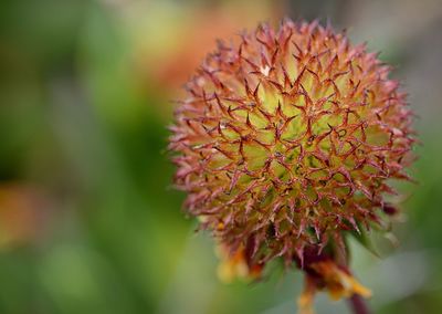 Close-up of flower against blurred background