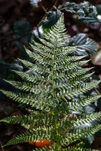 Close-up of succulent plant