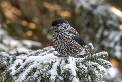 Close-up of bird perching on pine tree during winter