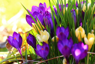 Close-up of purple crocus flowers growing on field