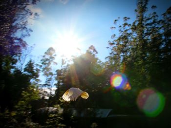 Low angle view of sun shining through trees