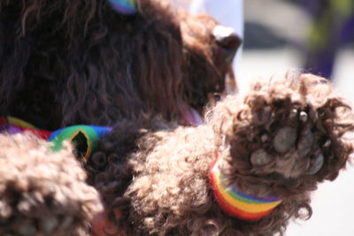 Close-up of dog