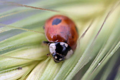 Close-up of ladybug on leaf