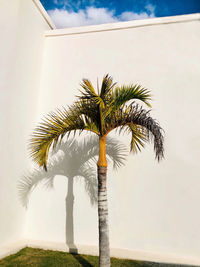 Low angle view of palm tree against sky