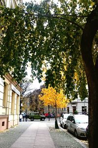 Street amidst trees against sky during autumn