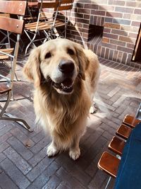 Portrait of golden retriever sitting on footpath