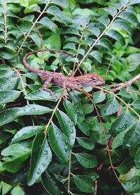 Close-up of lizard on plant