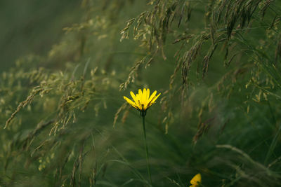 Close-up of yellow flowering plant on field