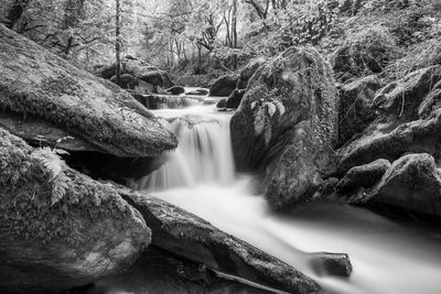 Scenic view of waterfall in forest