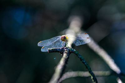 Close-up of dragonfly on plant