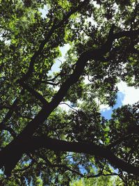 Low angle view of trees in forest